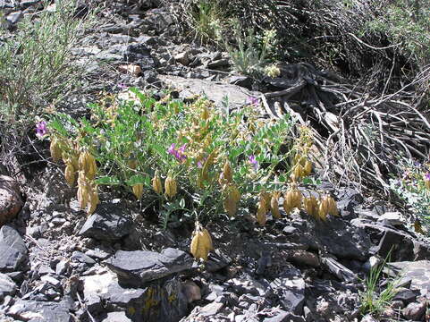 Image of Egg Milkvetch