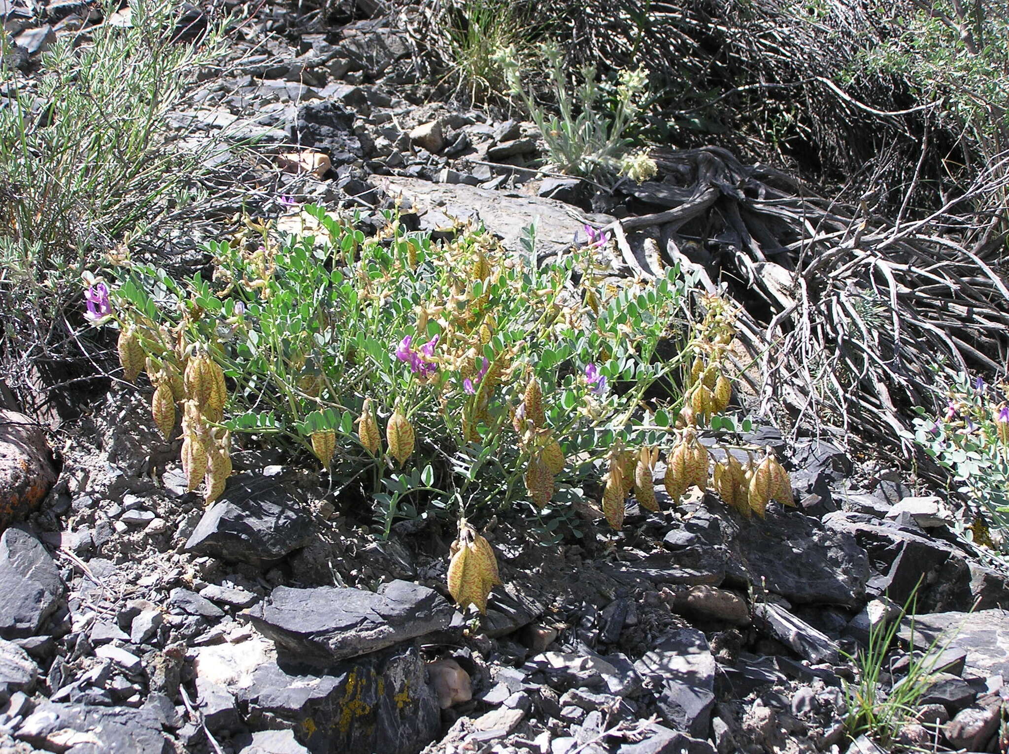 Sivun Astragalus oophorus S. Wats. kuva
