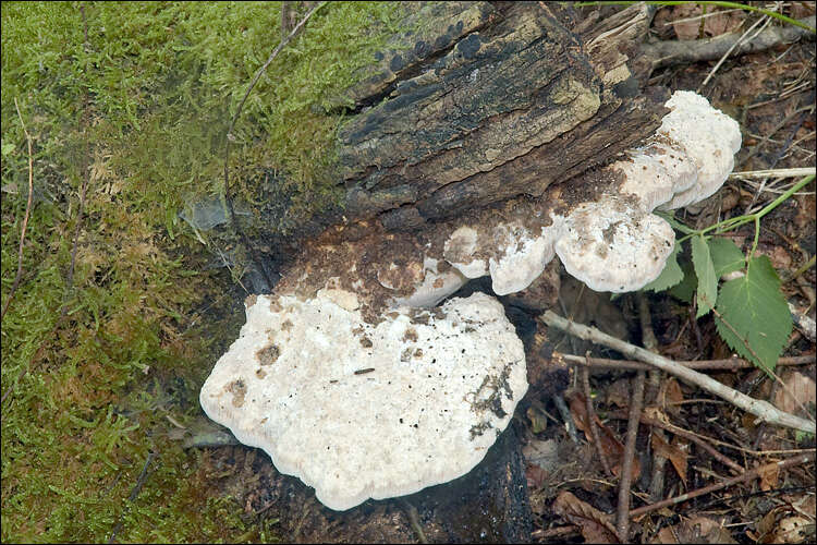 Слика од Aurantiporus fissilis (Berk. & M. A. Curtis) H. Jahn ex Ryvarden 1978