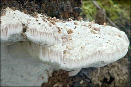 Слика од Aurantiporus fissilis (Berk. & M. A. Curtis) H. Jahn ex Ryvarden 1978