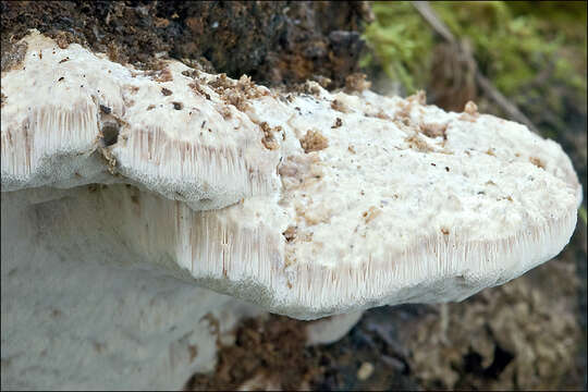 Image of Aurantiporus fissilis (Berk. & M. A. Curtis) H. Jahn ex Ryvarden 1978