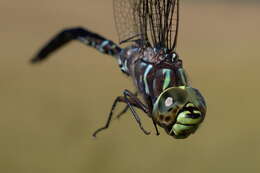 Image of bog hawker