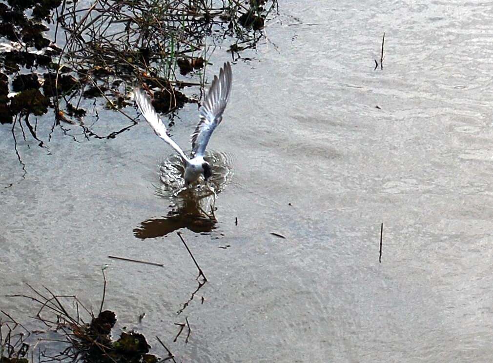 Image of Whiskered Tern