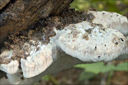 Слика од Aurantiporus fissilis (Berk. & M. A. Curtis) H. Jahn ex Ryvarden 1978