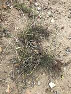 Image of Alpine Foxtail