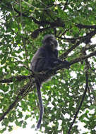 Image of Silver Monkey