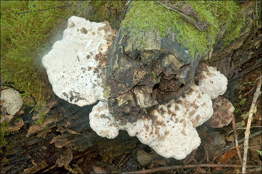 Image de Polypore fissile