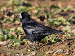 Imagem de Corvus frugilegus Linnaeus 1758