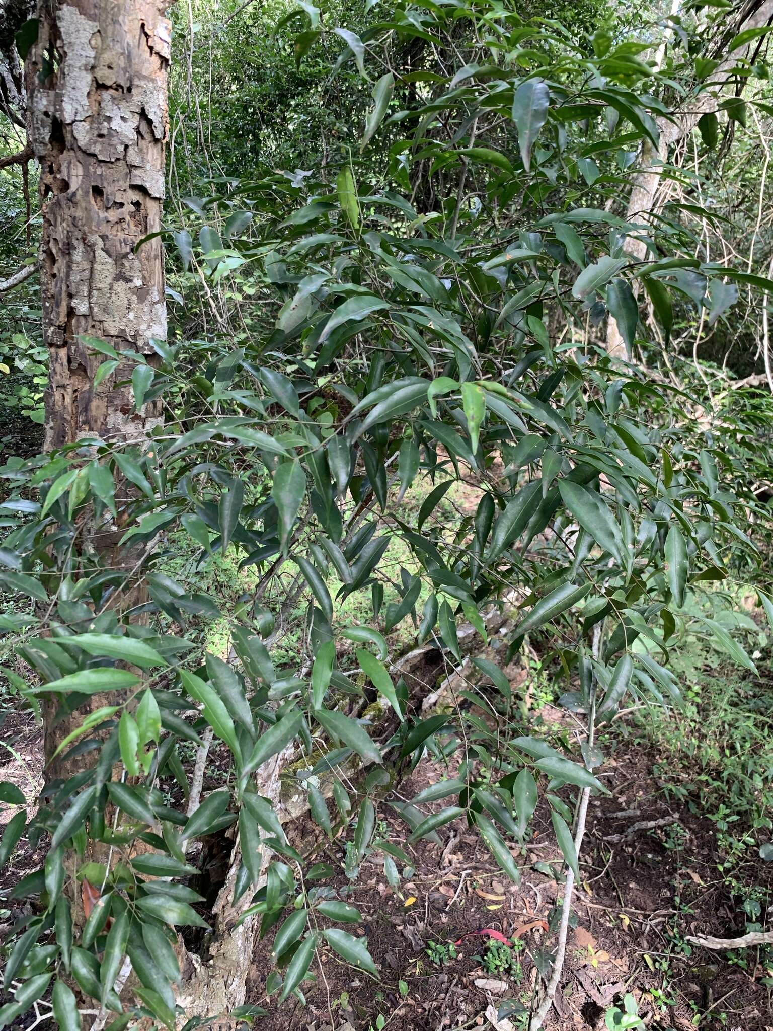 Image of Salacia leptoclada Tul.