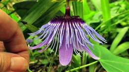 Image de Passiflora amethystina Mikan