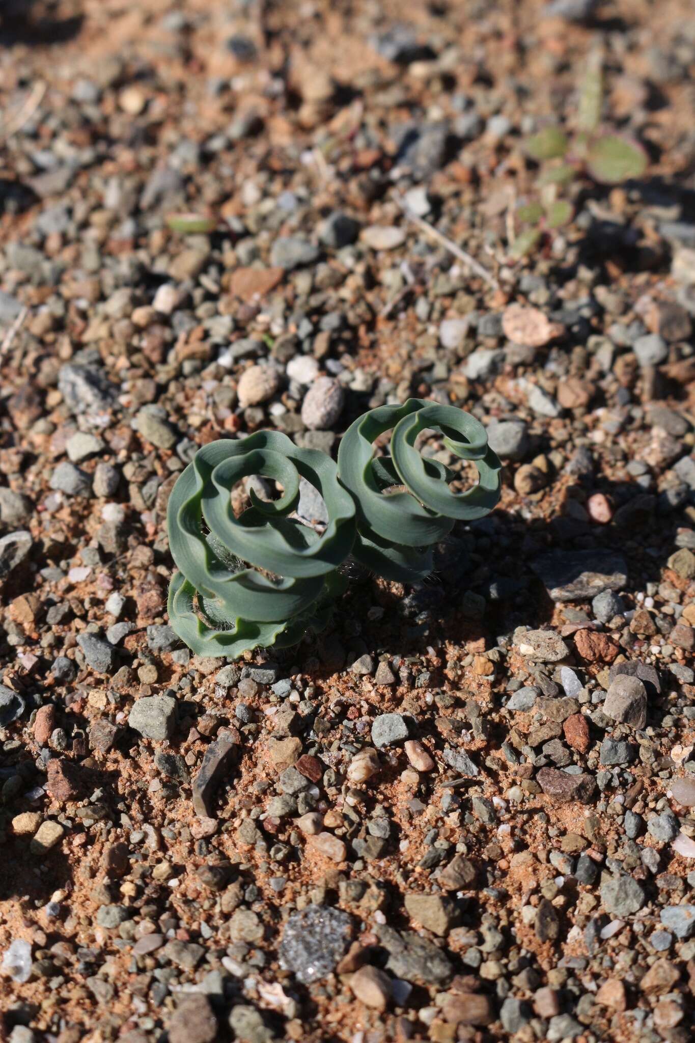 Plancia ëd Dipcadi crispum Baker