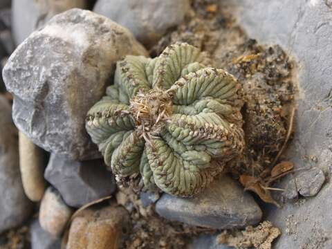 Image of Aztec Cactus