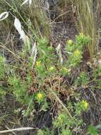 Ononis pubescens L.的圖片