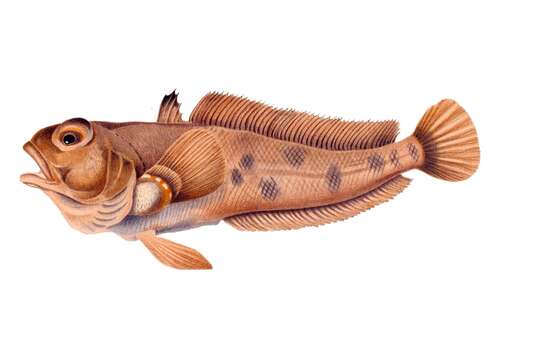 Image of Emerald rockcod