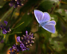 Image of common blue