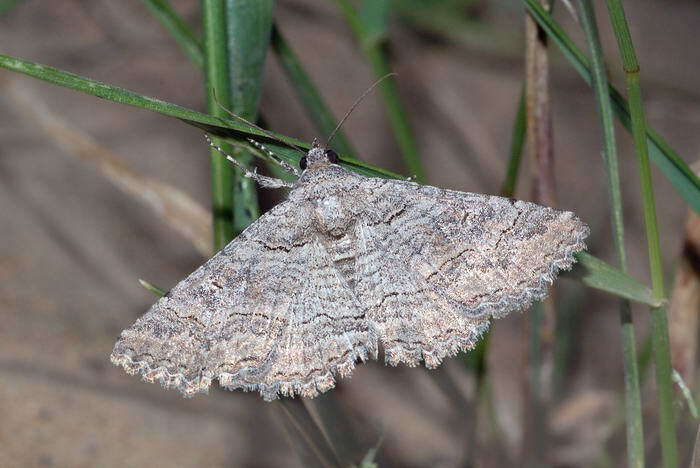 Sivun Pericyma albidentaria Freyer 1841 kuva