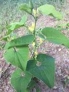 Plancia ëd Aristolochia clematitis L.