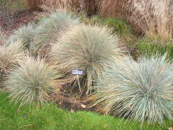 Image of blue oat grass