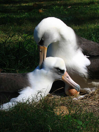 Image of Laysan Albatross