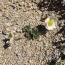 Image de Ranunculus andersonii A. Gray