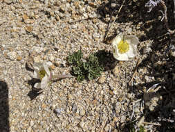 Слика од Ranunculus andersonii A. Gray