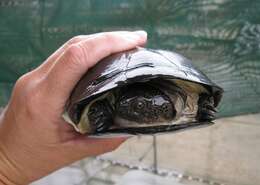 Image of West African mud turtle