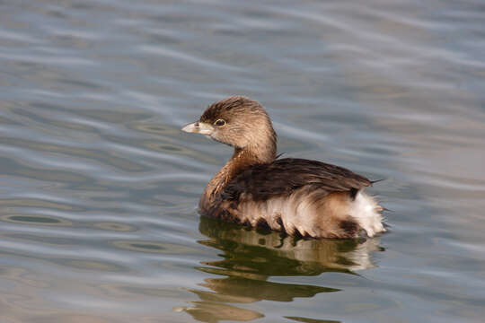 Image of Pied-billed Grebe