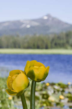 Image of <i>Nuphar polysepala</i>