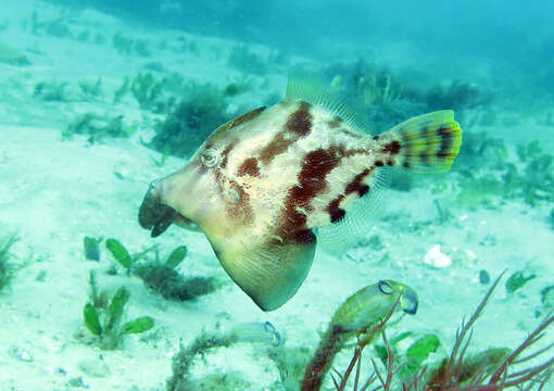 Image of Centreboard Leatherjacket