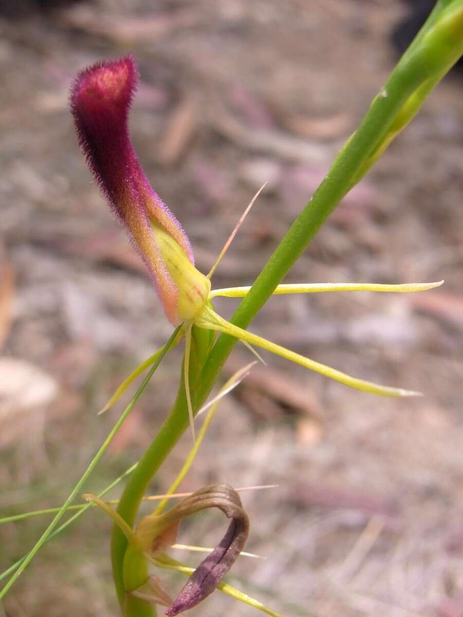 Image of Leafless tongue orchid