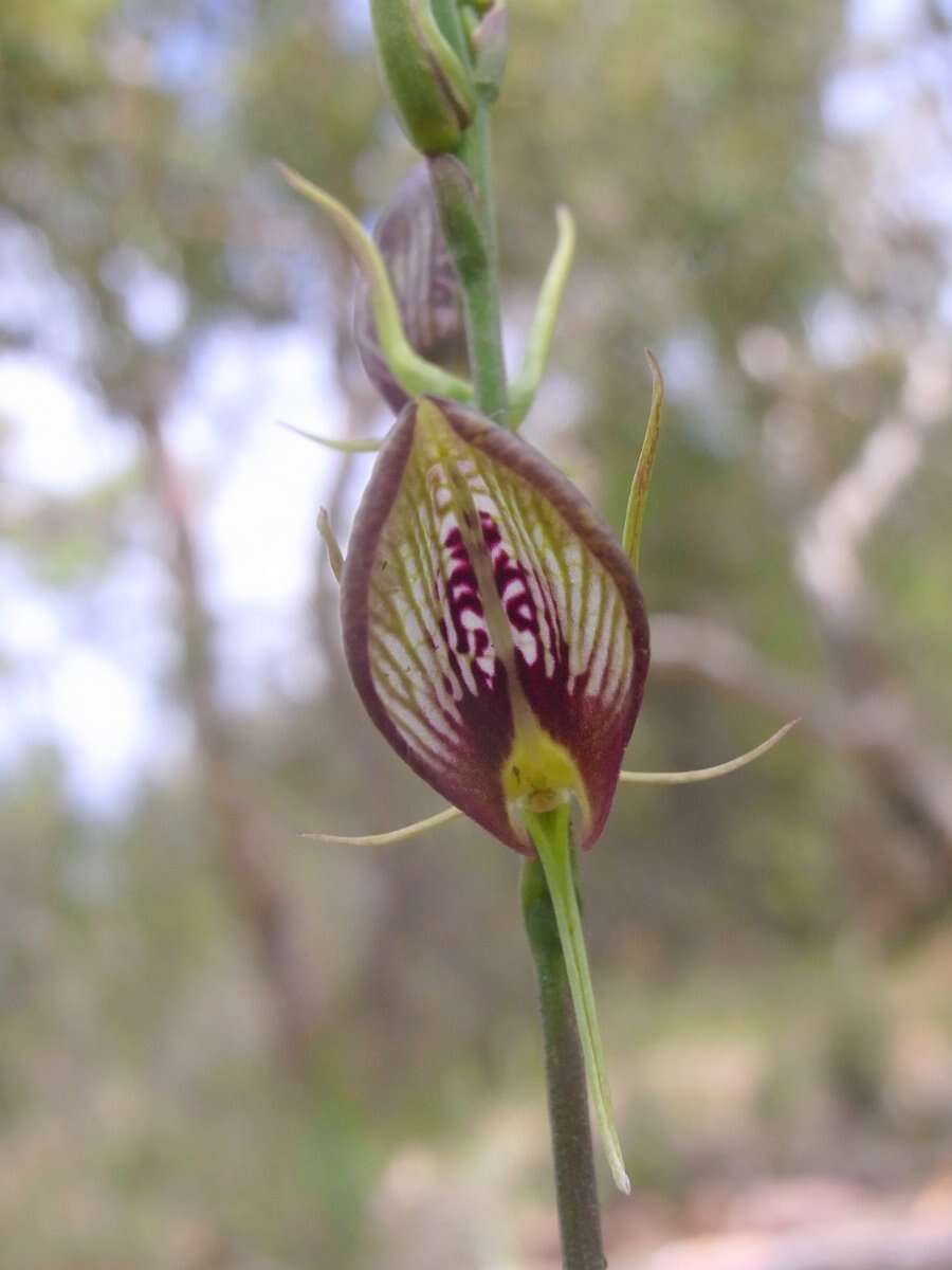 Image of Bonnet orchid