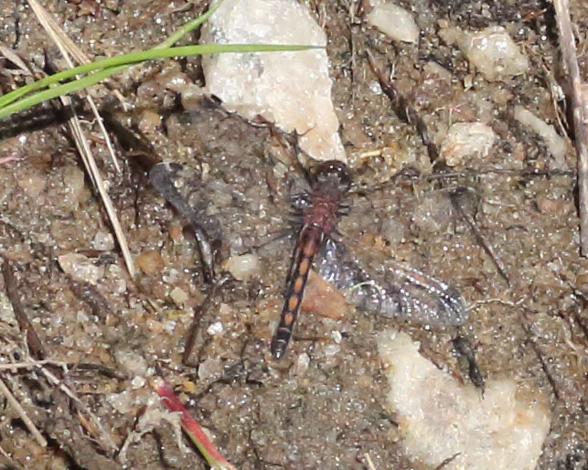 Image of Hudsonian Whiteface