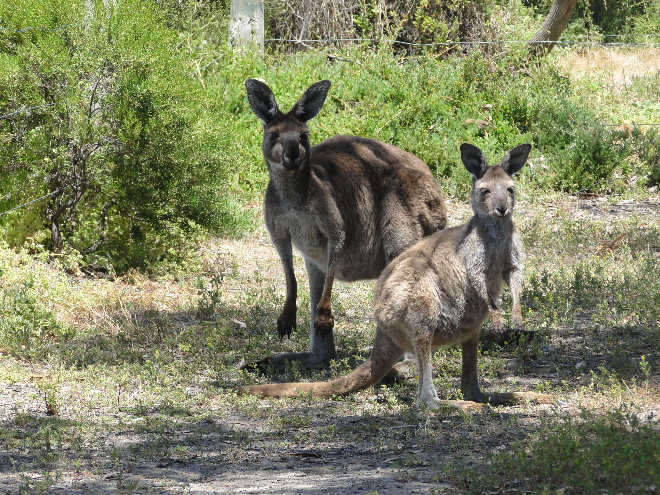 Image of Kangaroo Island Western Grey Kangaroo