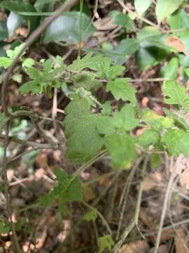 Prostanthera askania B. J. Conn resmi