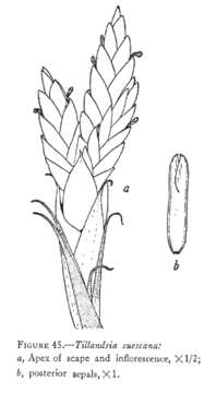 Image of Tillandsia suescana L. B. Sm.