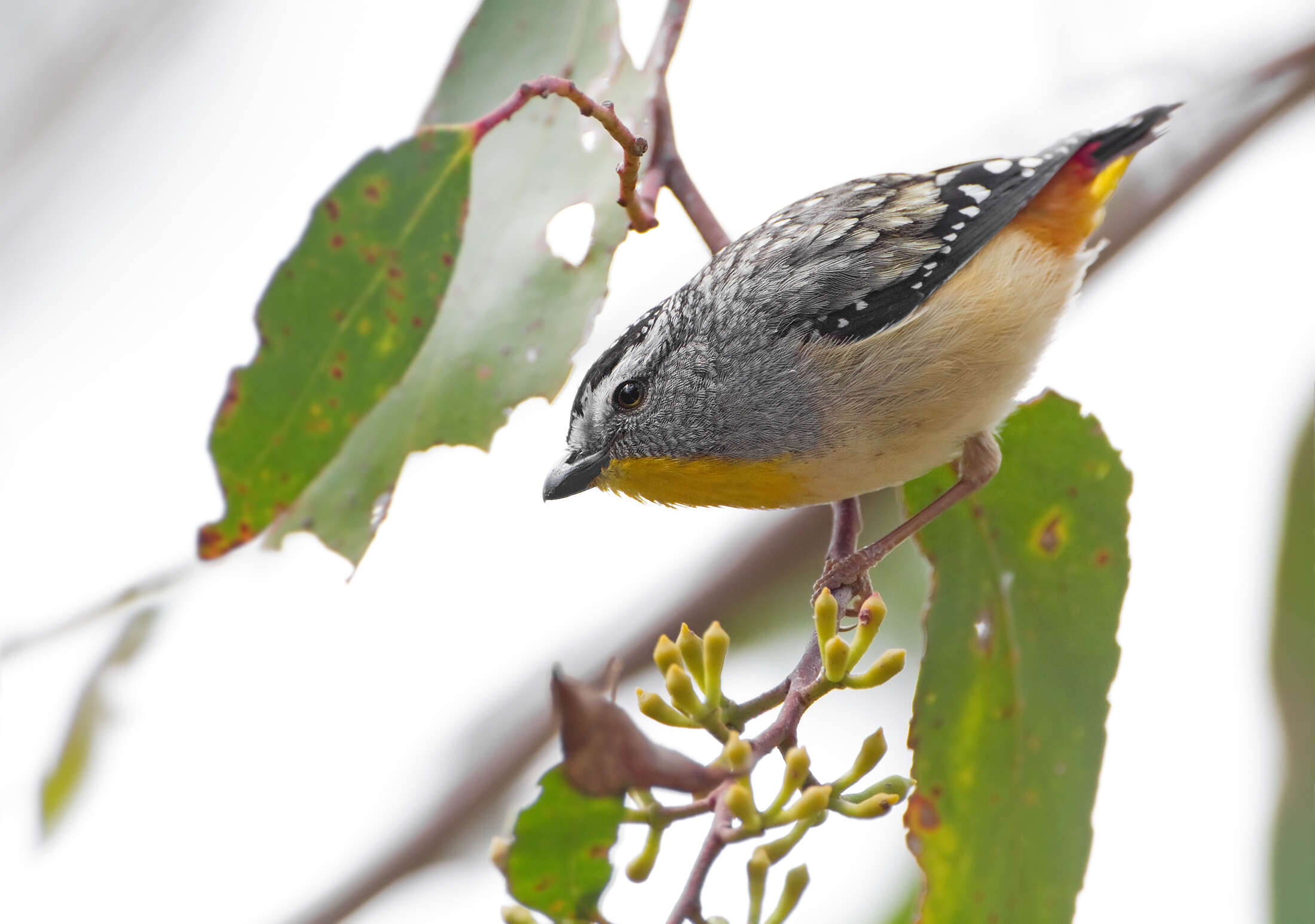 Imagem de Pardalotus punctatus (Shaw 1792)