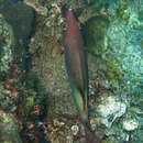 Image of Bay of Bengal hogfish