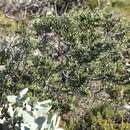 Sivun Grevillea tripartita subsp. macrostylis (F. Müll.) R. O. Makinson kuva