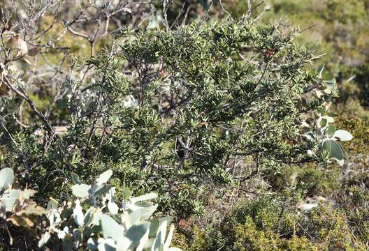 Image of Grevillea tripartita subsp. macrostylis (F. Müll.) R. O. Makinson