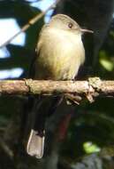 Image of Hispaniolan Pewee