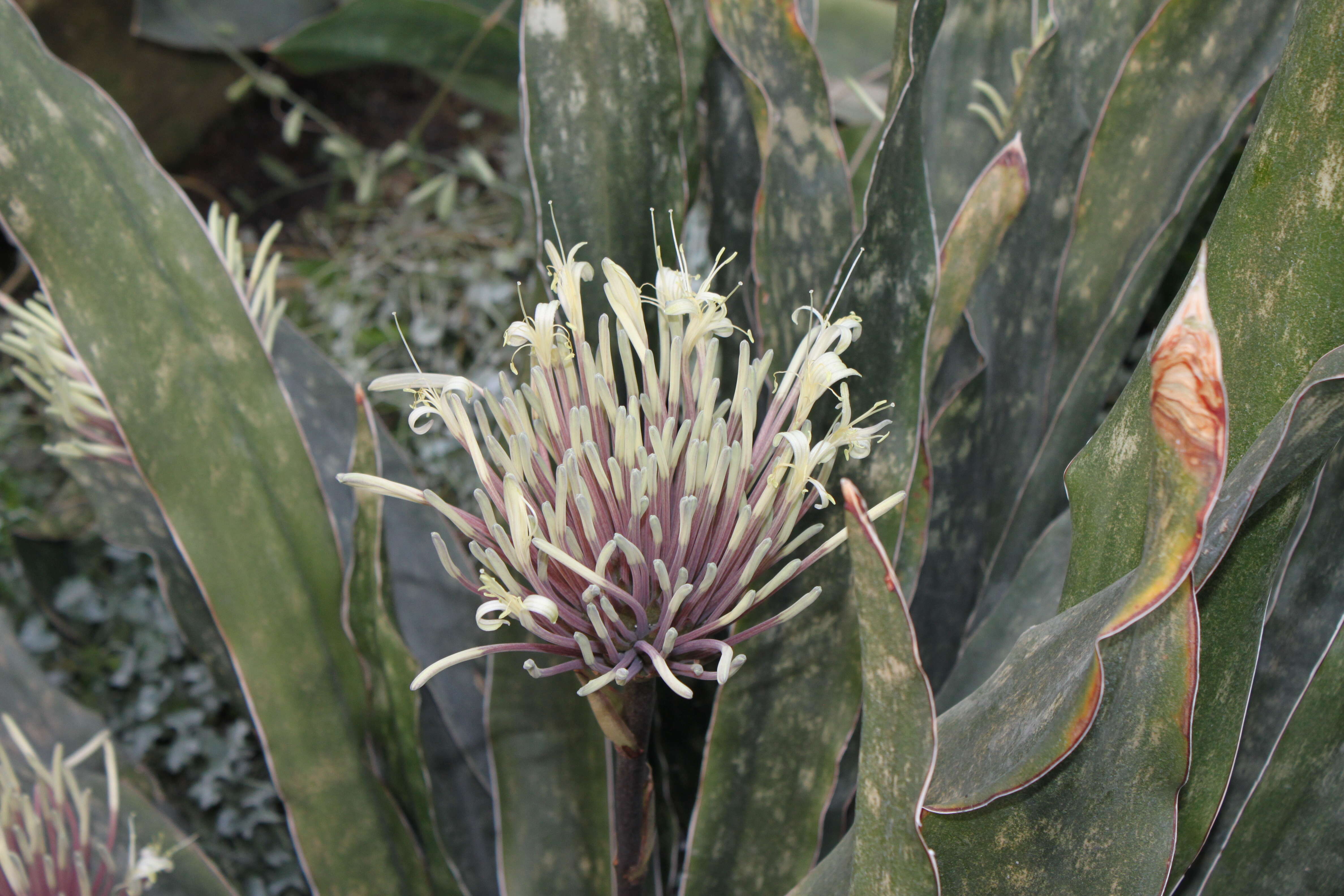 Image of Sansevieria kirkii Baker