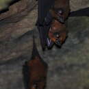 Image of Lesser Sheath-tailed Bat