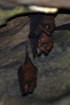 Image of Lesser Sheath-tailed Bat