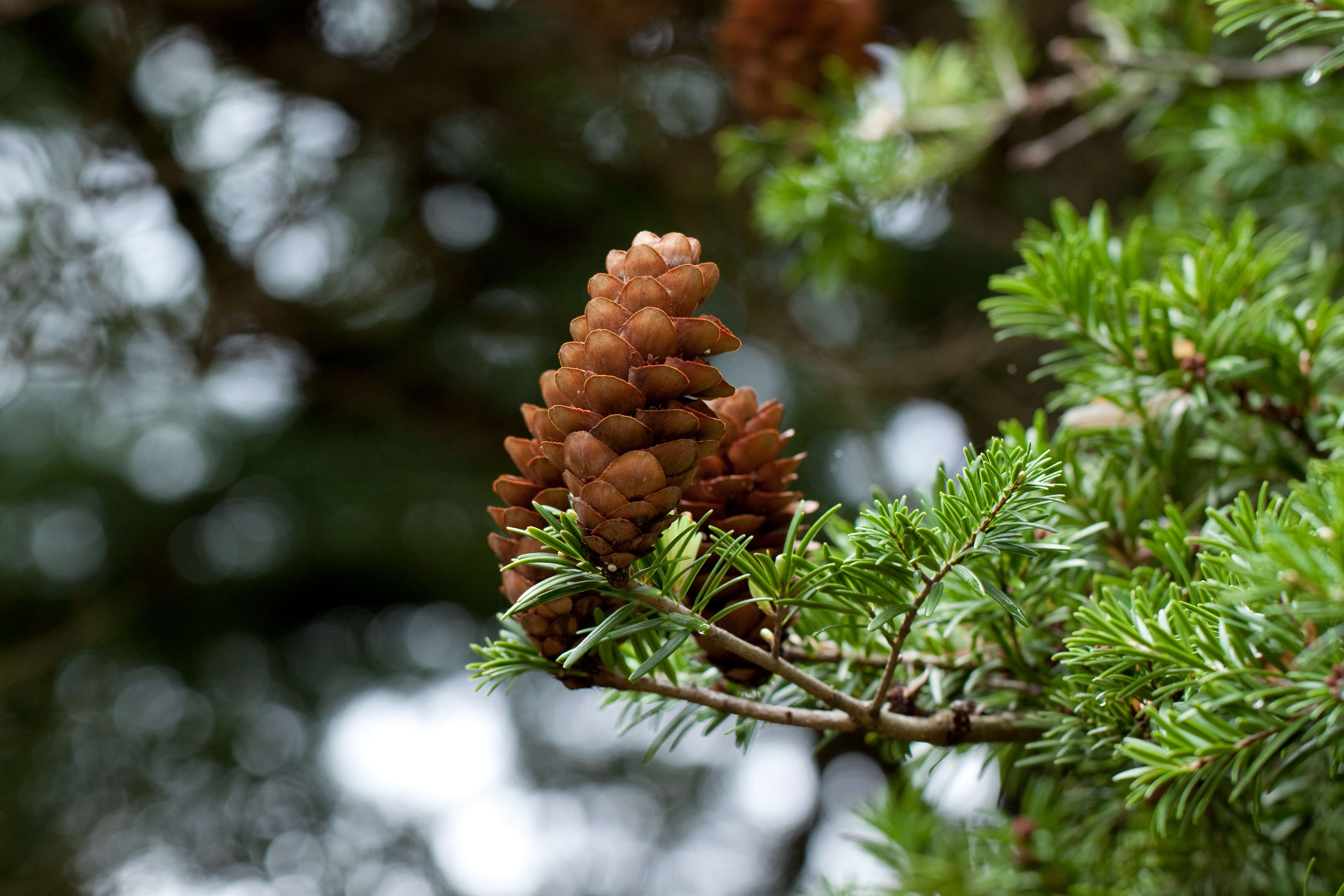 Image of David's Keteleeria