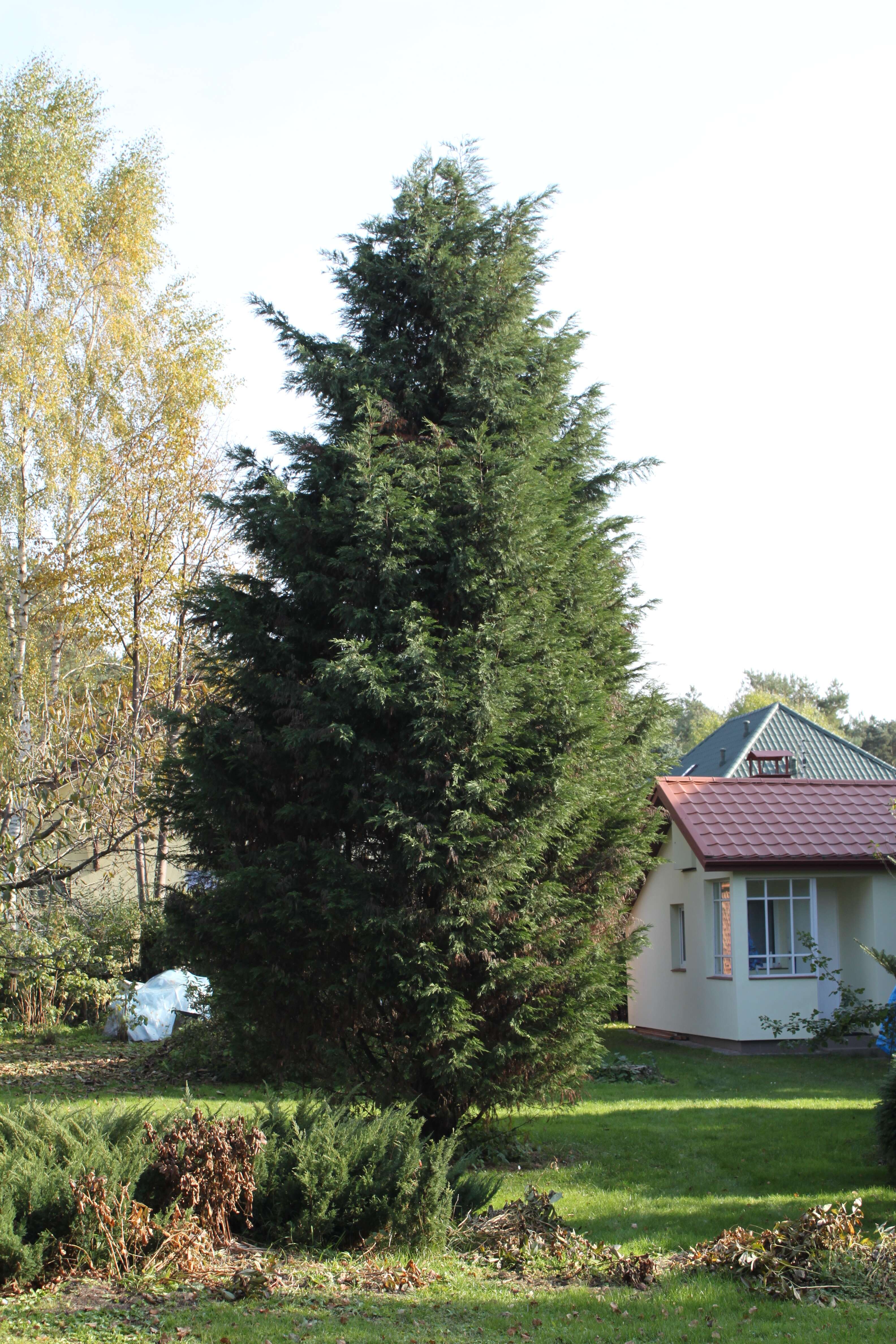 Image of Cupressus × leylandii