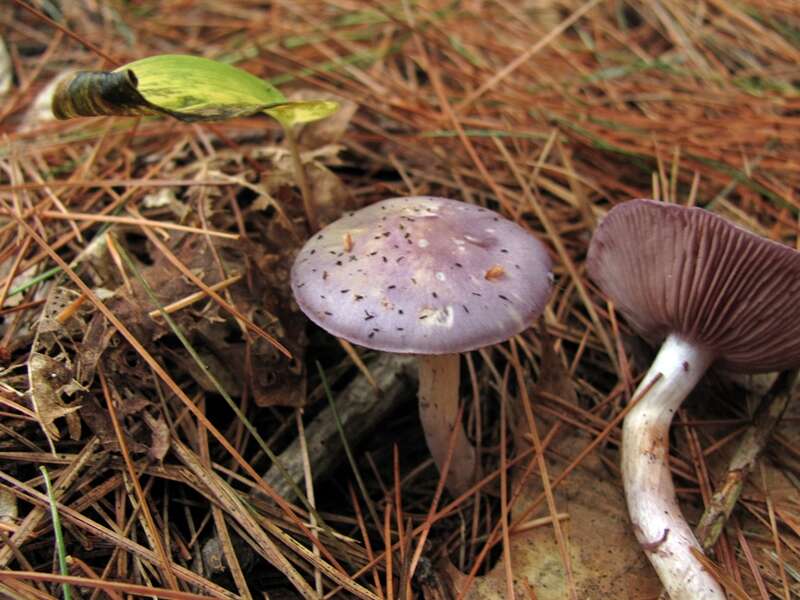 Image of Cortinarius iodes