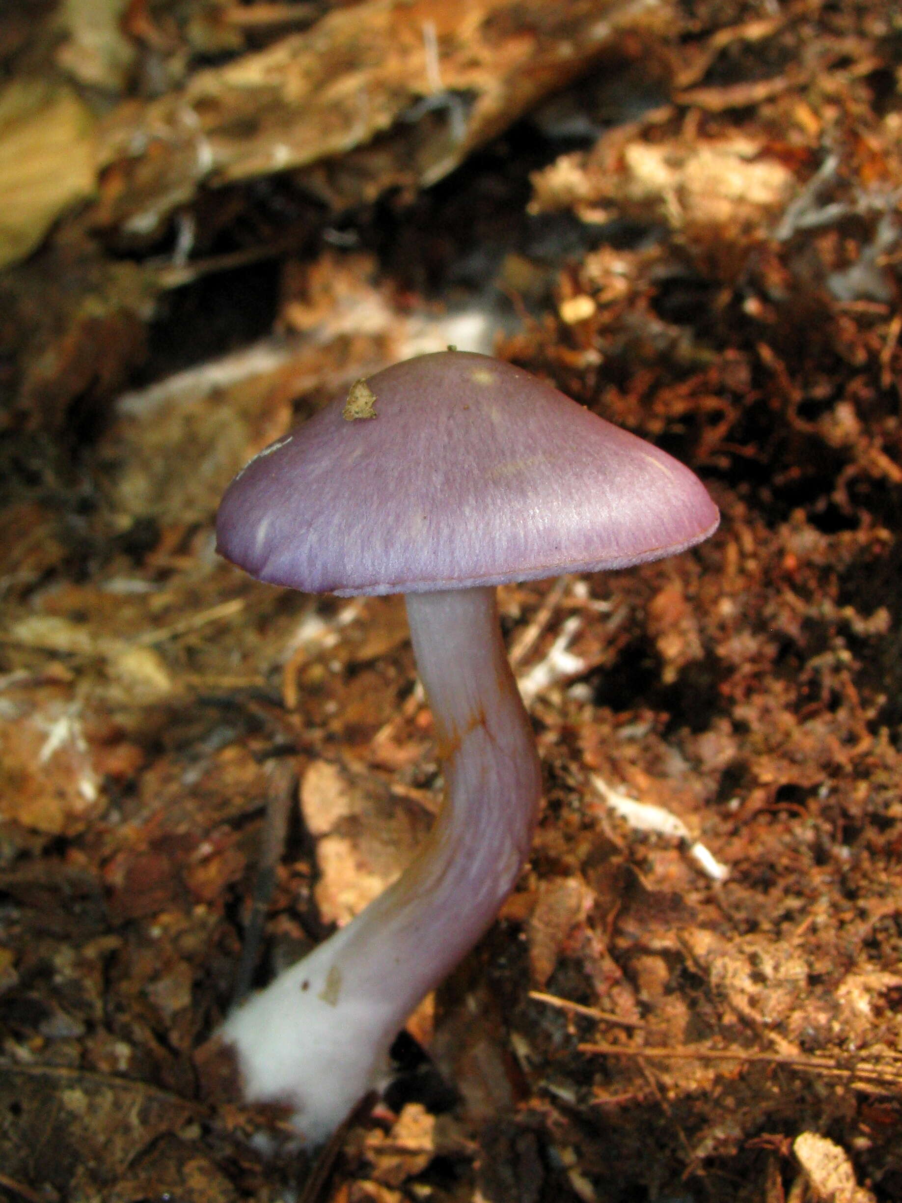 Image of Cortinarius iodes