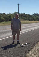 Image of Indigo Snake