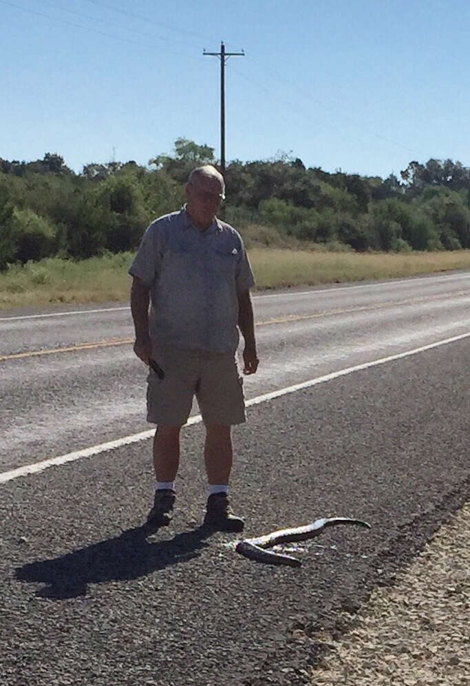 Image of Indigo Snake