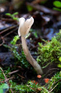 Helvella elastica Bull. 1785的圖片